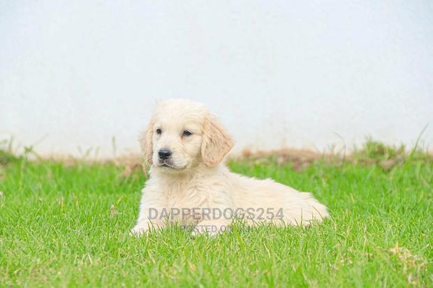 1-3 Month Male Purebred Golden Retriever - main view