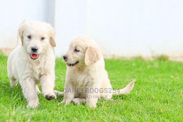 1-3 Month Male Purebred Golden Retriever - thumbnail 4