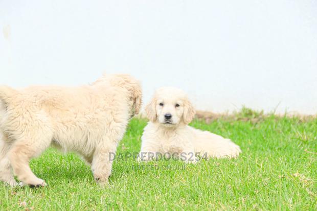 1-3 Month Male Purebred Golden Retriever - thumbnail 5