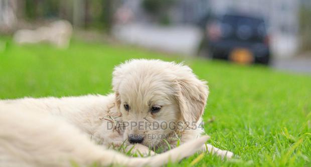 1-3 Month Male Purebred Golden Retriever - thumbnail 6