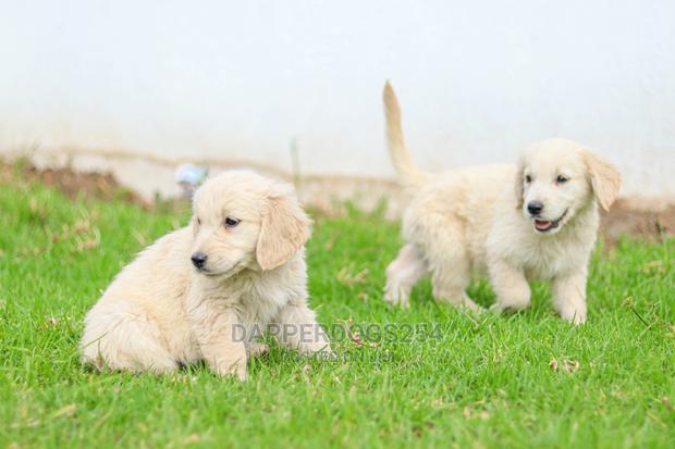 1-3 Month Male Purebred Golden Retriever - thumbnail 7