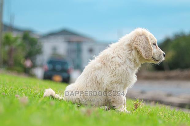 1-3 Month Male Purebred Golden Retriever - thumbnail 8