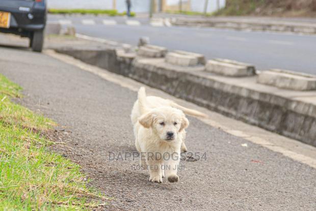 1-3 Month Male Purebred Golden Retriever - thumbnail 2