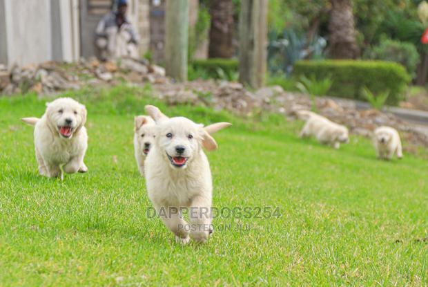 1-3 Month Male Purebred Golden Retriever - thumbnail 3