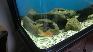 Funtail Fishes, Aquarium Fish