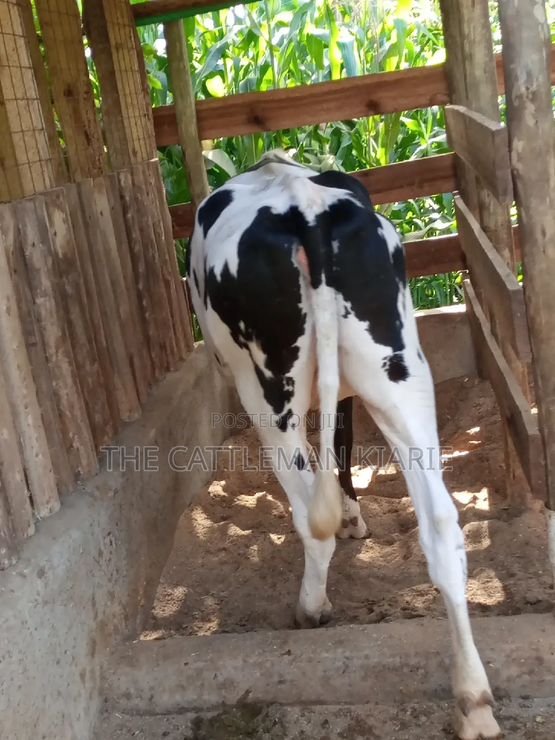 Dairy Cow Pedigree Bullying Heifers