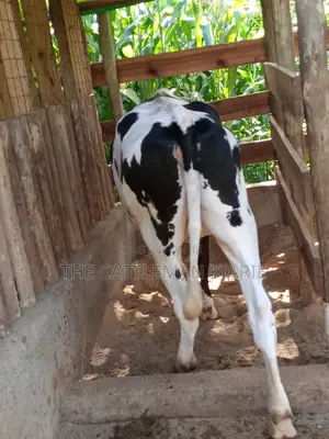 Dairy Cow Pedigree Bullying Heifers