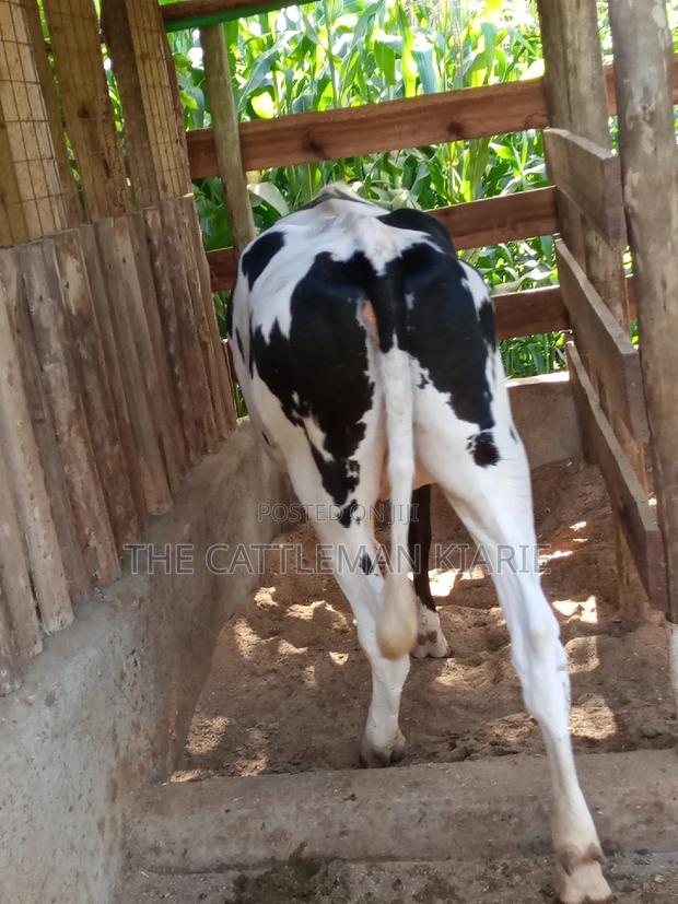 Dairy Cow Pedigree Bullying Heifers - thumbnail 4