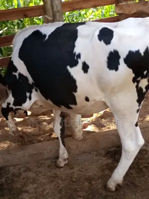 Dairy Cow Pedigree Bullying Heifers