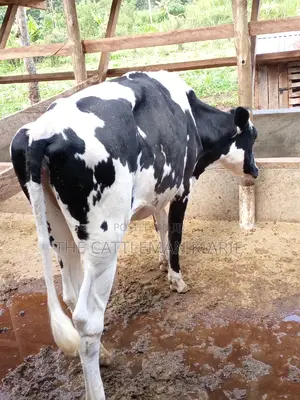 Dairy Cow Pedigree Bullying Heifers