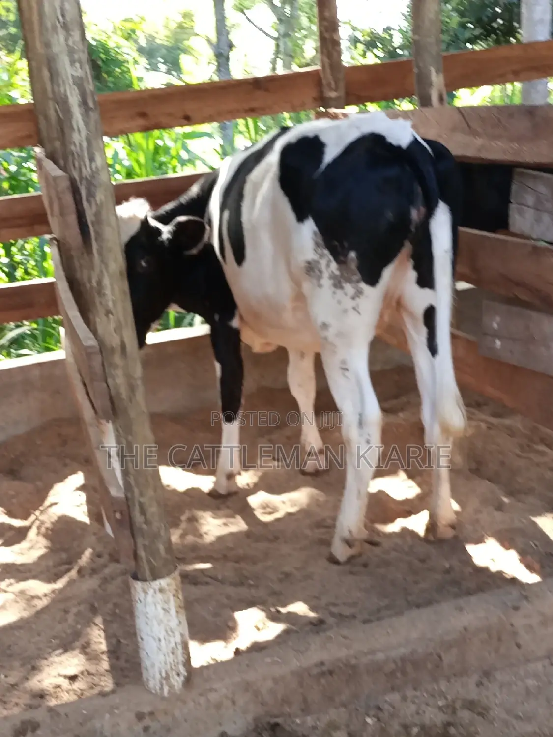Dairy Cow Pedigree Bullying Heifers