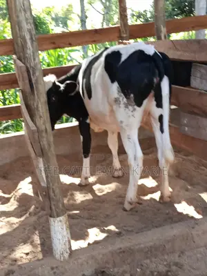Dairy Cow Pedigree Bullying Heifers