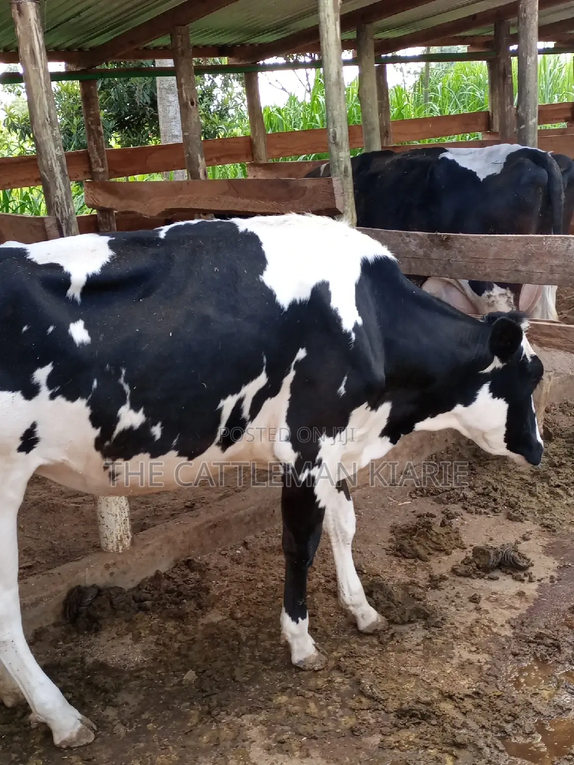 Dairy Cow Pedigree Bullying Heifers