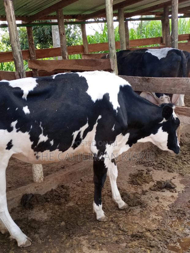 Dairy Cow Pedigree Bullying Heifers - thumbnail 6