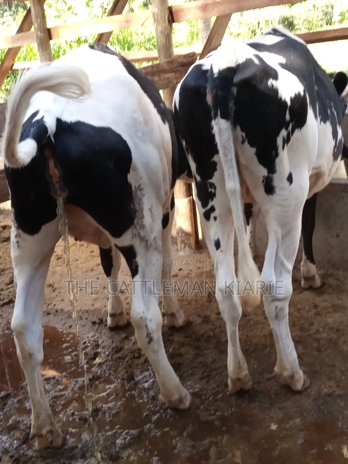 Dairy Cow Pedigree Bullying Heifers