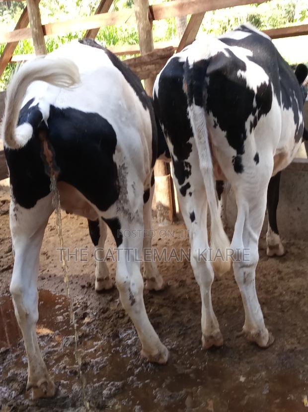 Dairy Cow Pedigree Bullying Heifers - thumbnail 8