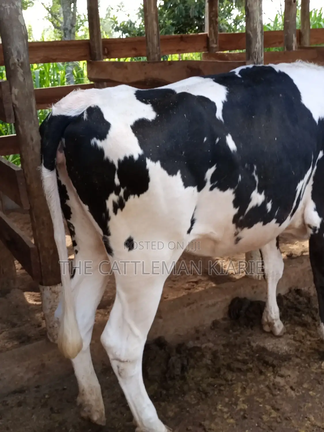 Dairy Cow Pedigree Bullying Heifers