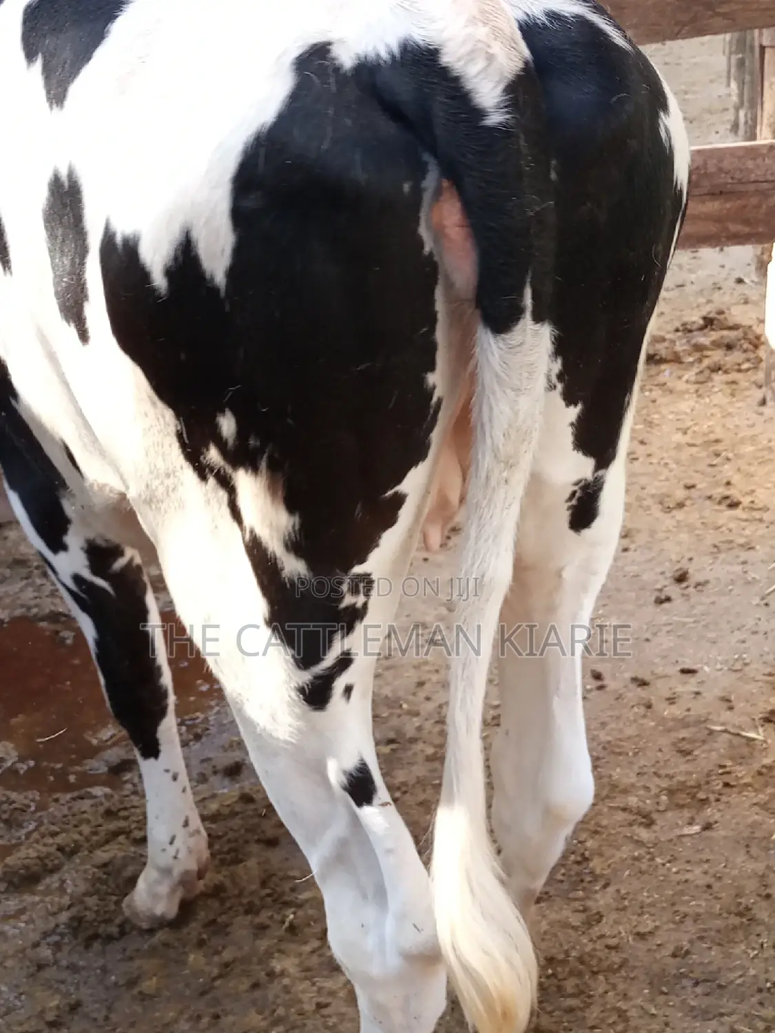 Dairy Cow Pedigree Bullying Heifers