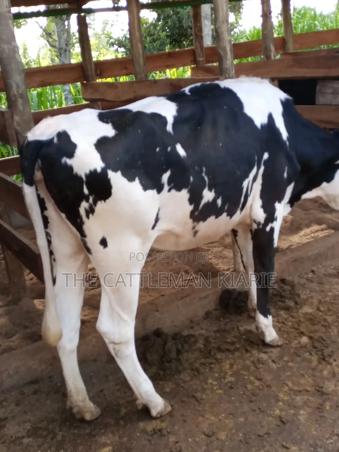 Dairy Cow Pedigree Bullying Heifers