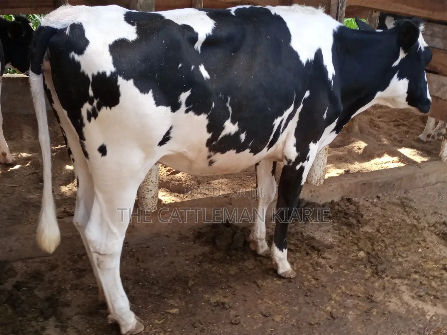 Dairy Cow Pedigree Bullying Heifers