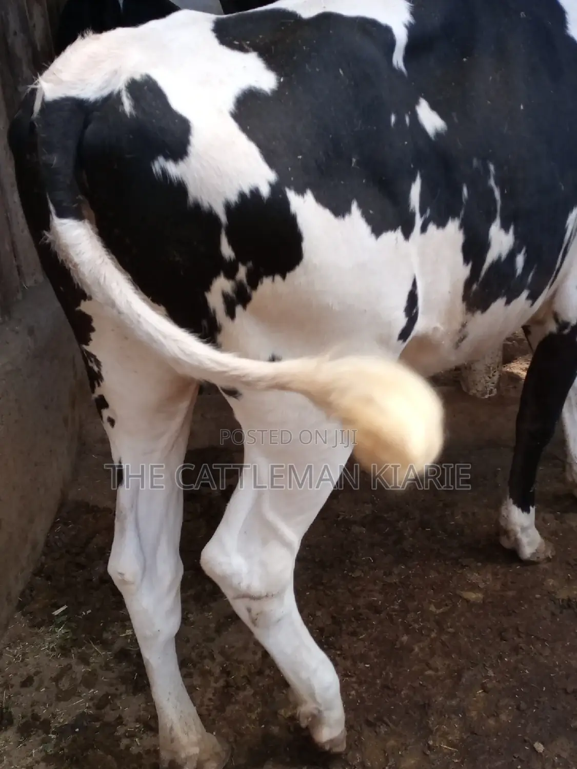 Dairy Cow Pedigree Bullying Heifers