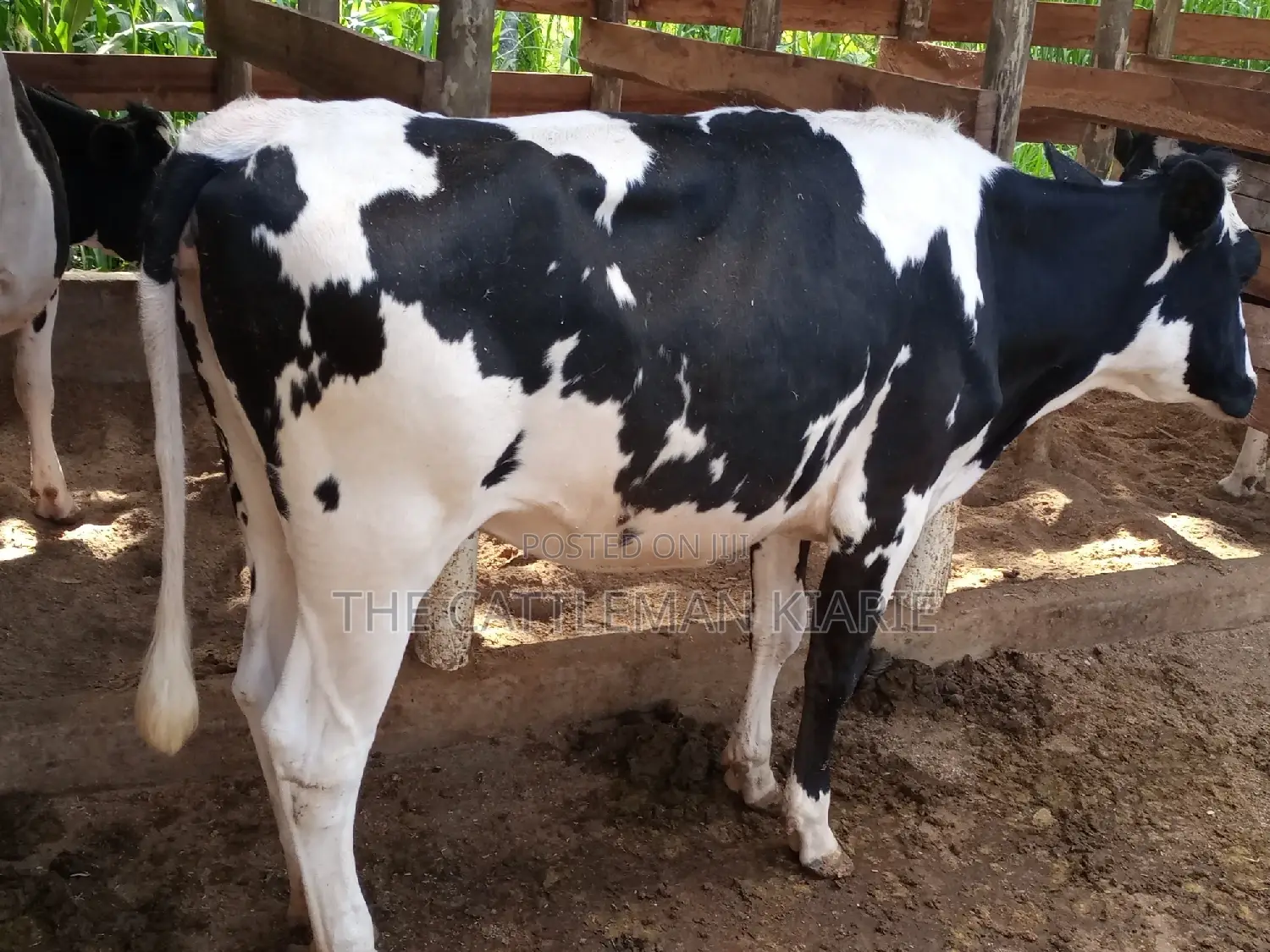Dairy Cow Pedigree Bullying Heifers
