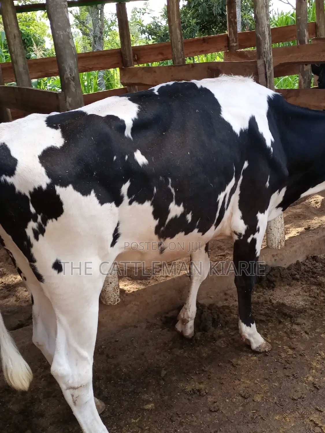 Dairy Cow Pedigree Bullying Heifers