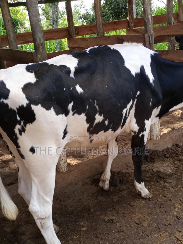 Dairy Cow Pedigree Bullying Heifers - thumbnail 14