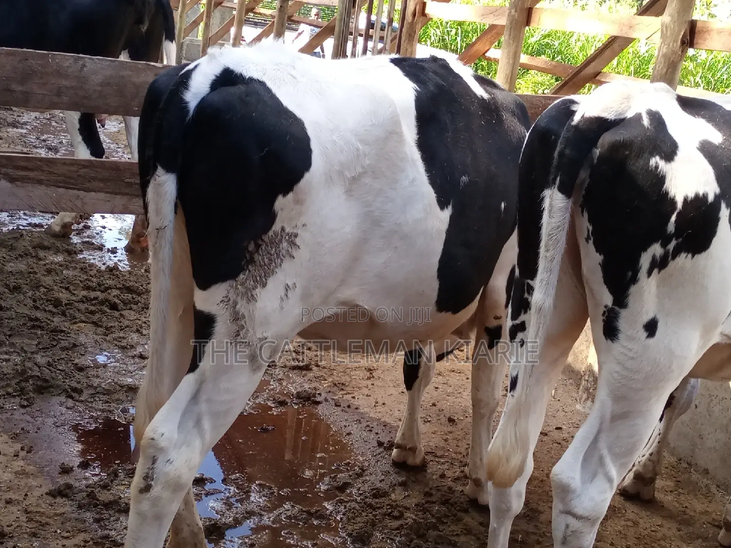 Dairy Cow Pedigree Bullying Heifers