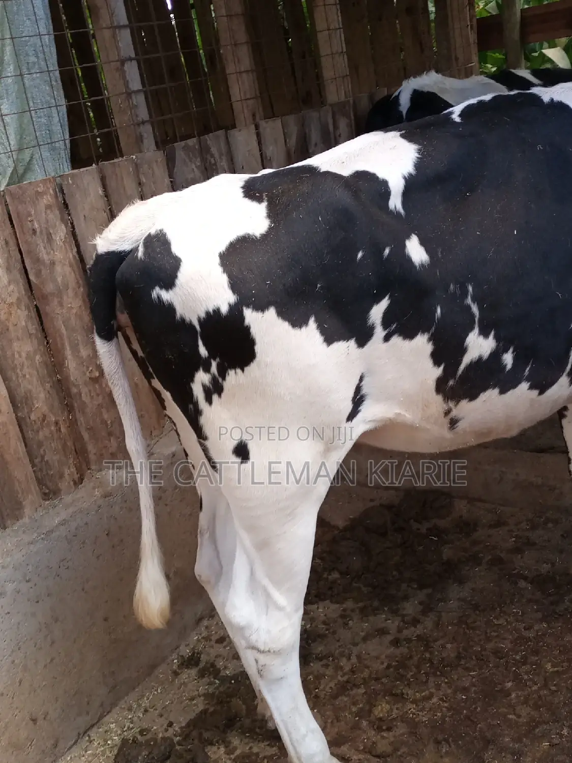 Dairy Cow Pedigree Bullying Heifers