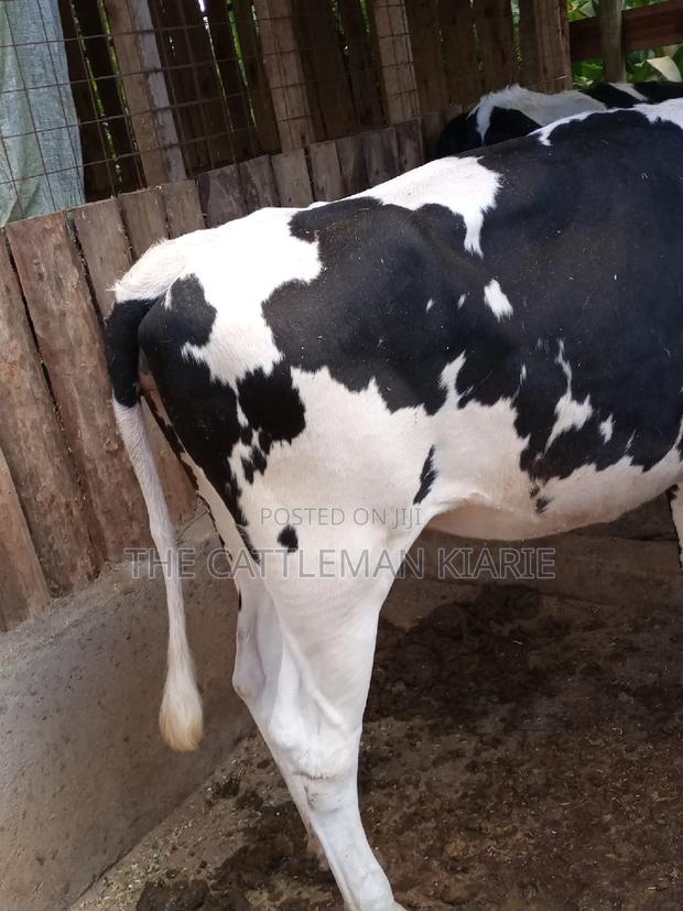 Dairy Cow Pedigree Bullying Heifers - thumbnail 17