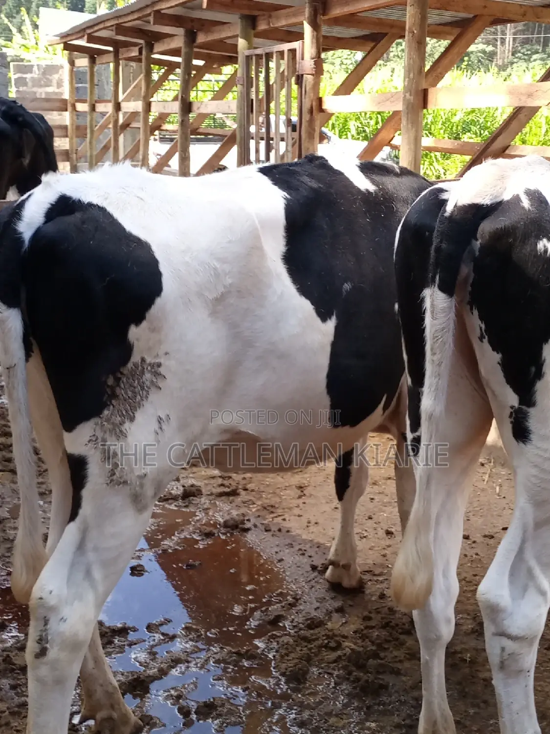 Dairy Cow Pedigree Bullying Heifers