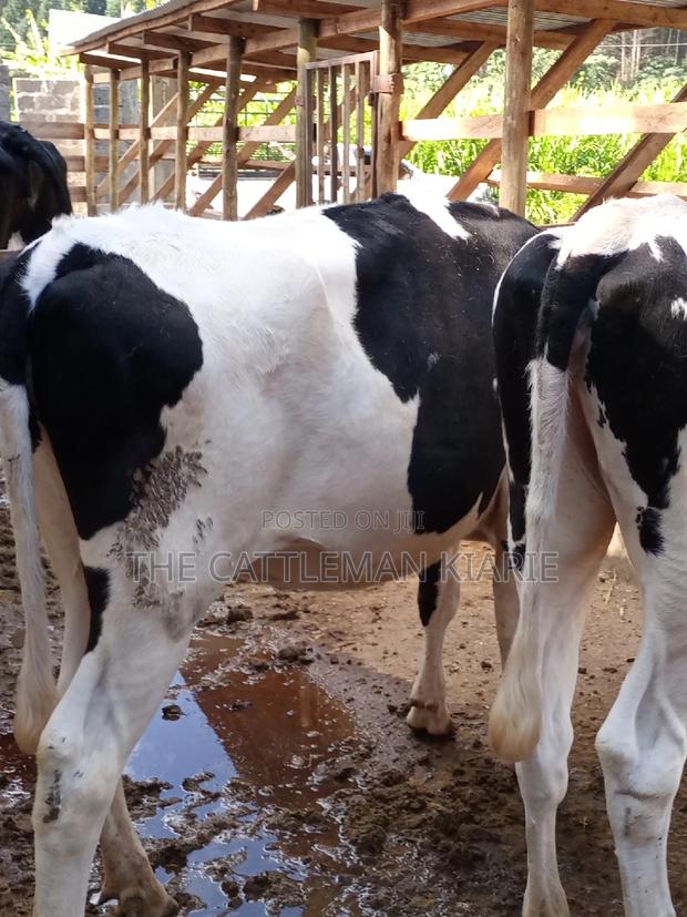 Dairy Cow Pedigree Bullying Heifers - thumbnail 16