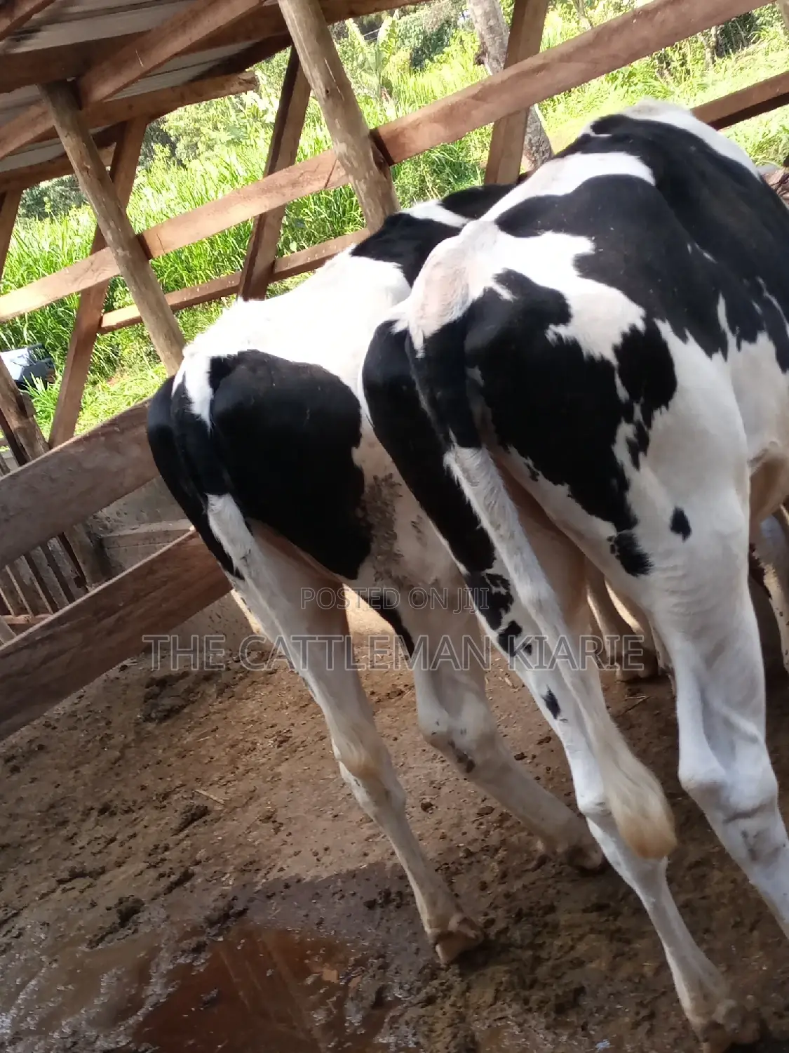 Dairy Cow Pedigree Bullying Heifers