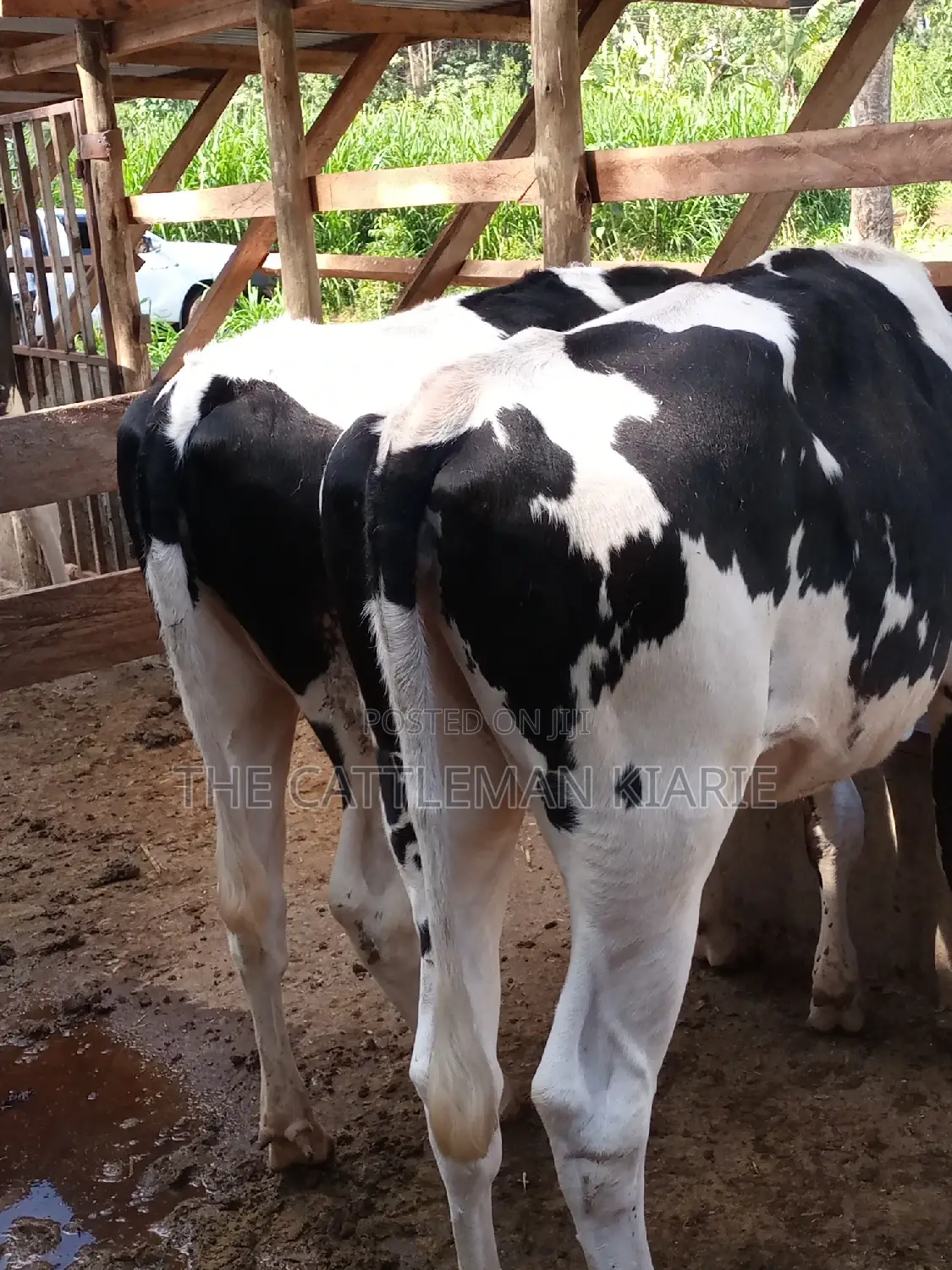 Dairy Cow Pedigree Bullying Heifers