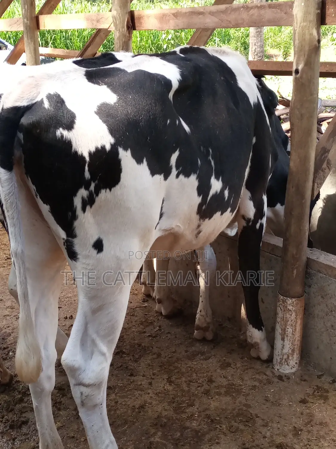 Dairy Cow Pedigree Bullying Heifers