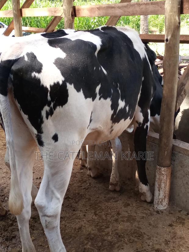 Dairy Cow Pedigree Bullying Heifers - thumbnail 18