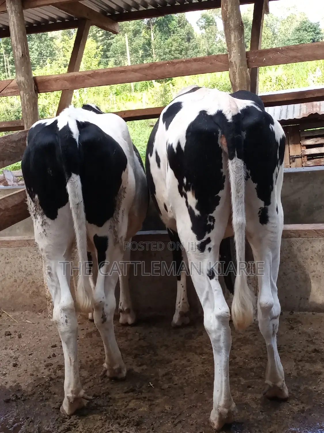 Dairy Cow Pedigree Bullying Heifers