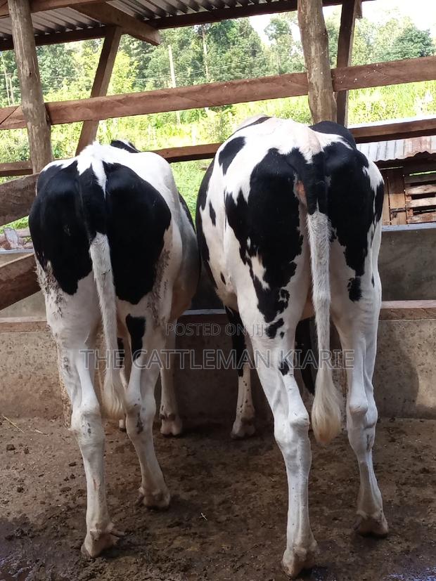 Dairy Cow Pedigree Bullying Heifers - thumbnail 21