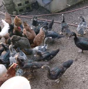 Muscovy Ducks And Ducklings For Meat And Breeding - thumbnail 2