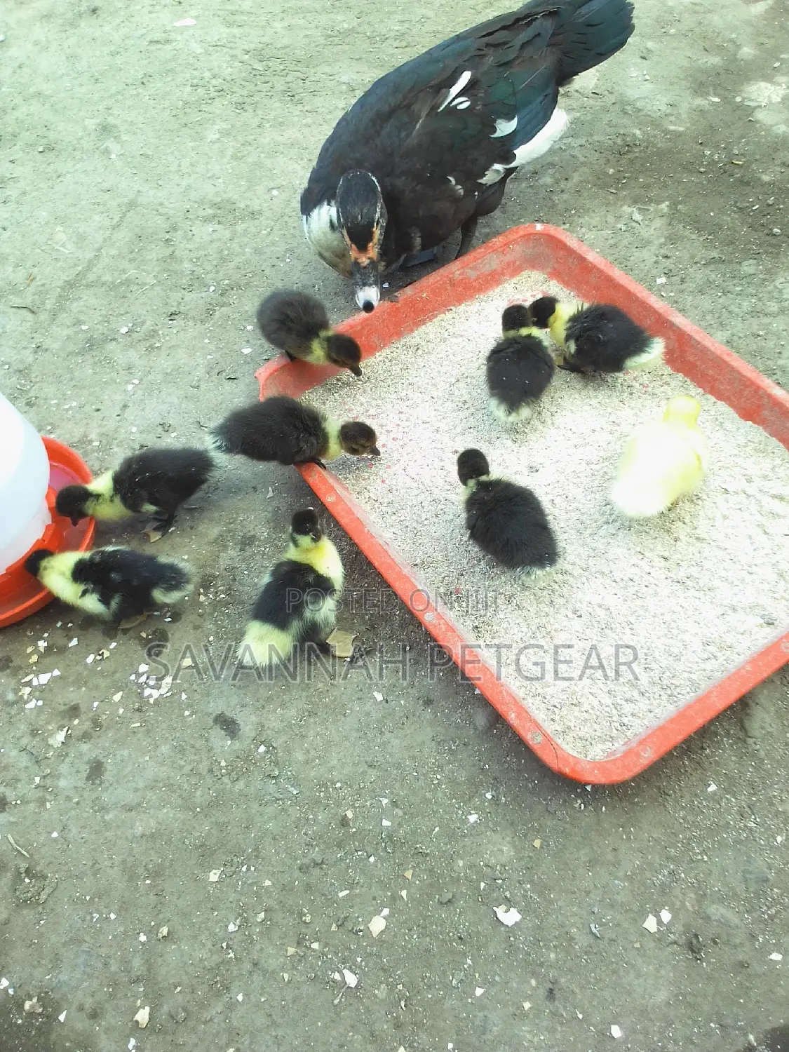 Muscovy Ducks And Ducklings For Meat And Breeding