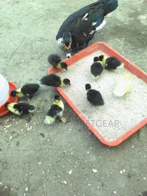 Muscovy Ducks And Ducklings For Meat And Breeding