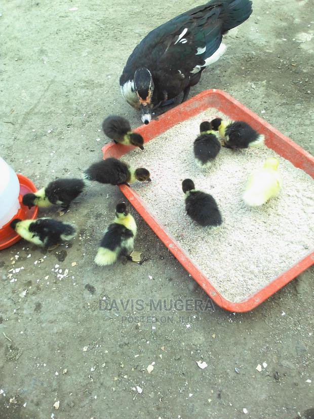 Muscovy Ducks And Ducklings For Meat And Breeding - thumbnail 3