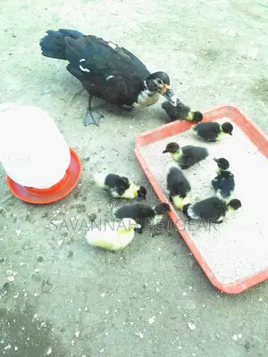 Muscovy Ducks And Ducklings For Meat And Breeding