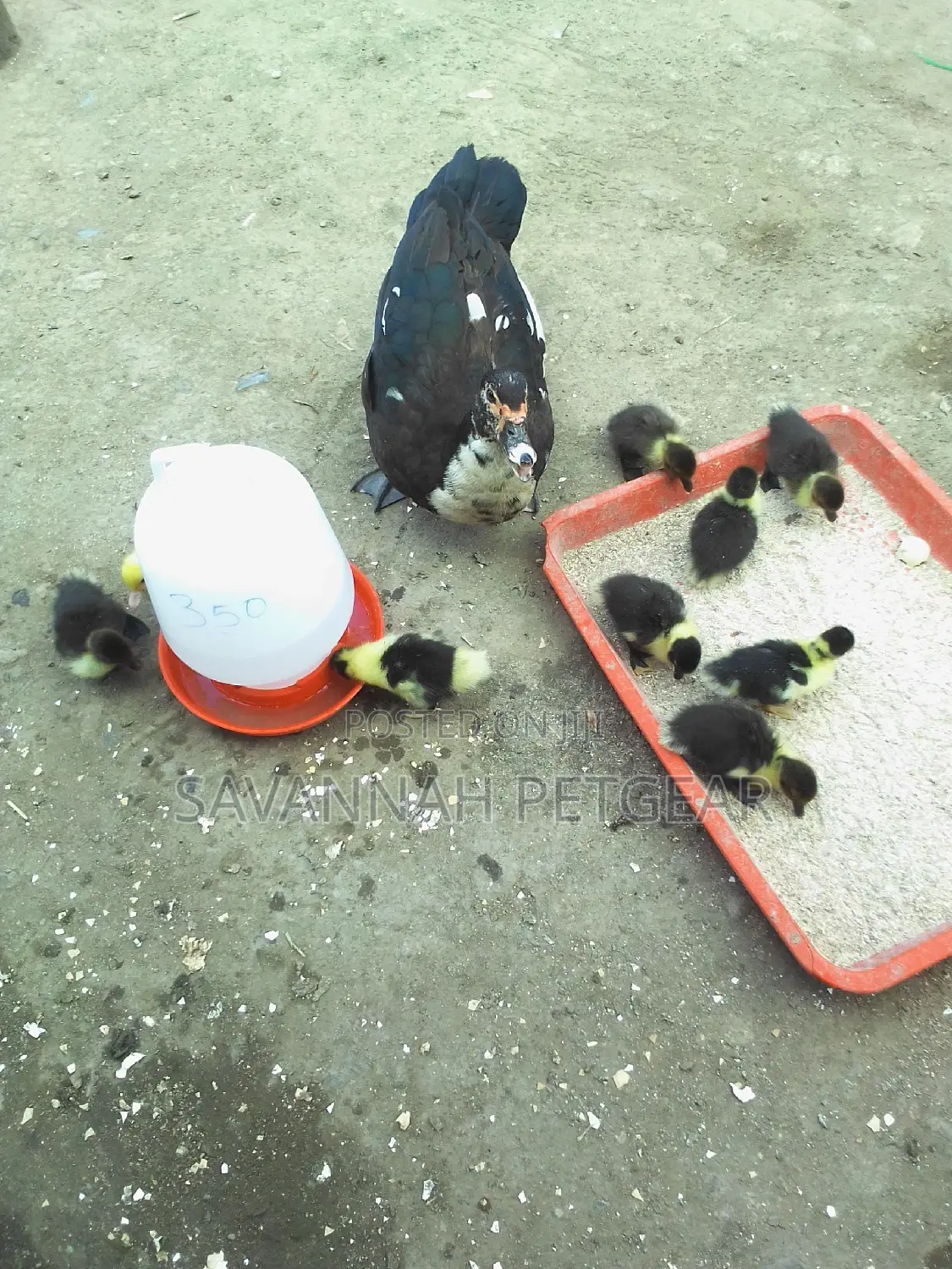 Muscovy Ducks And Ducklings For Meat And Breeding