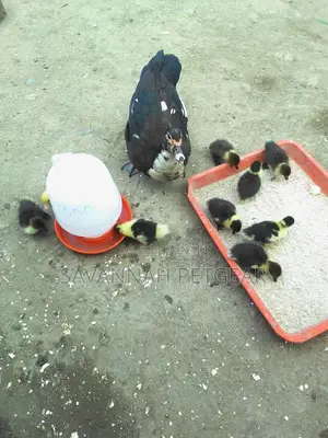 Muscovy Ducks And Ducklings For Meat And Breeding
