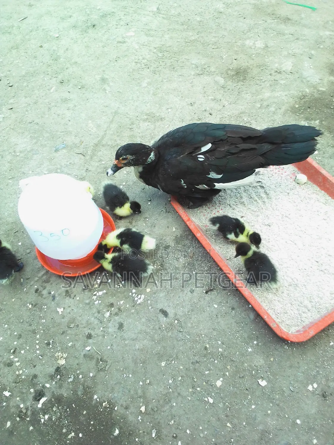 Muscovy Ducks And Ducklings For Meat And Breeding