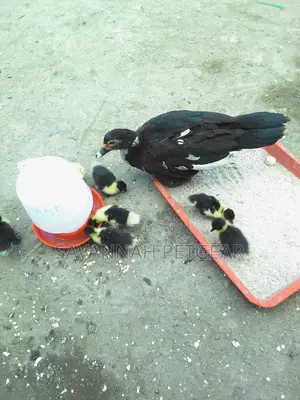 Muscovy Ducks And Ducklings For Meat And Breeding