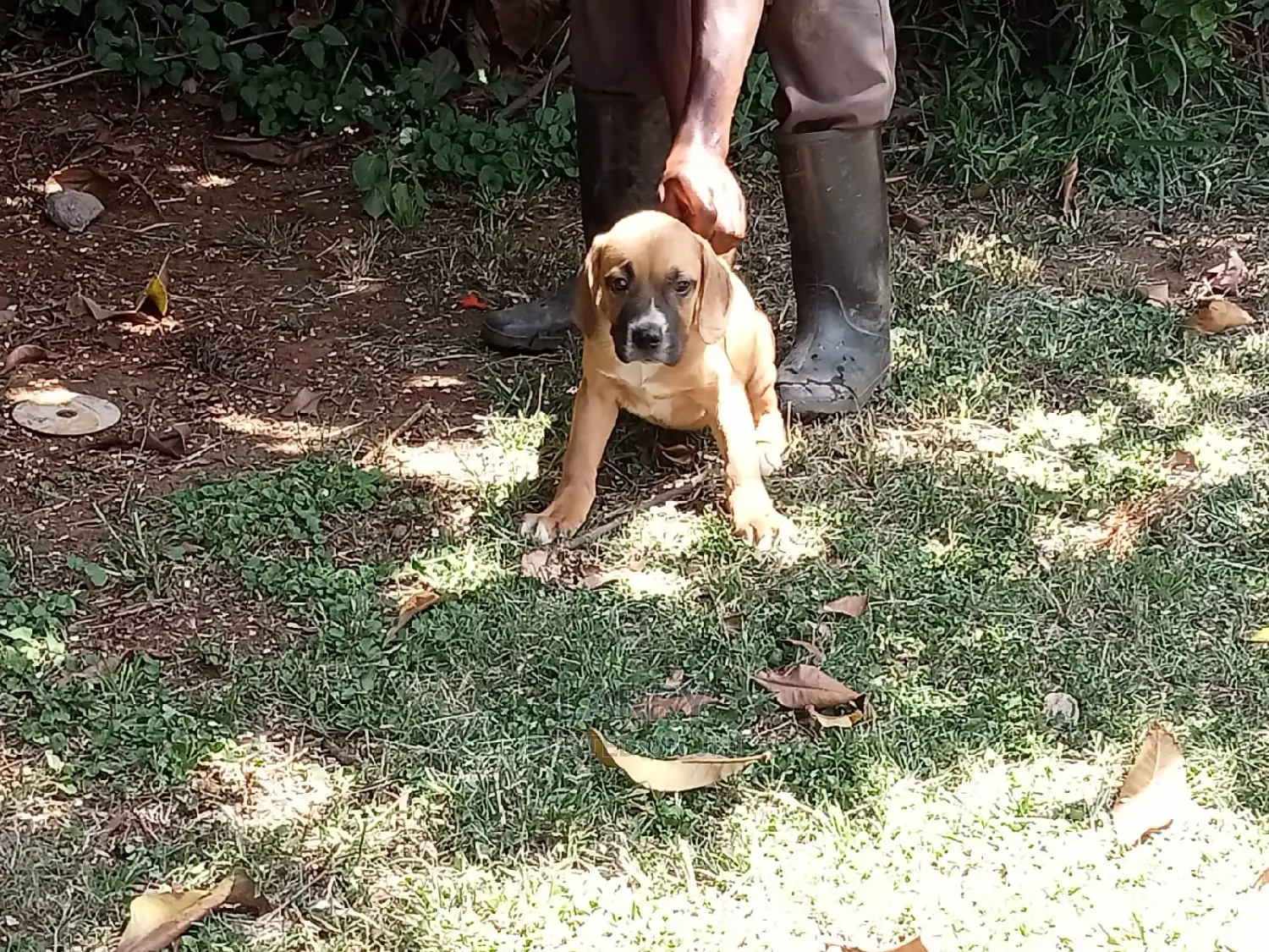 1-3 Month Female Purebred Boerboel