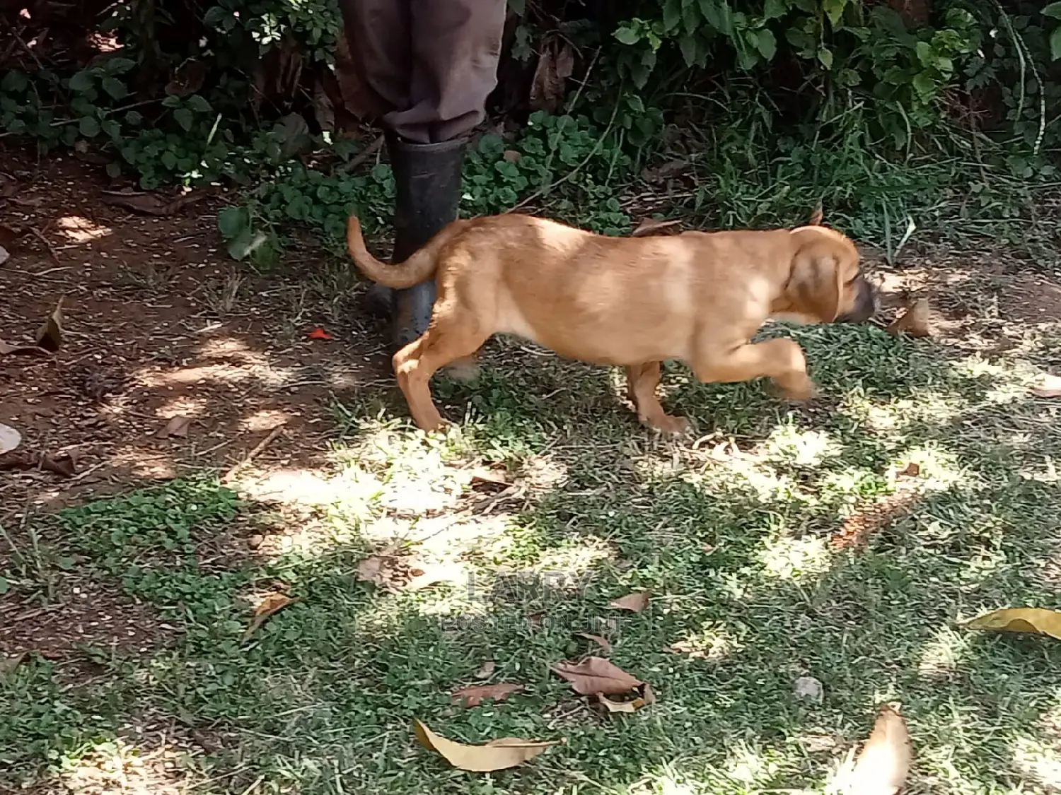 1-3 Month Female Purebred Boerboel